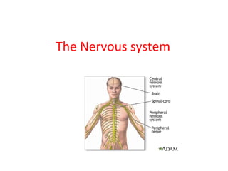 The Nervous system

 