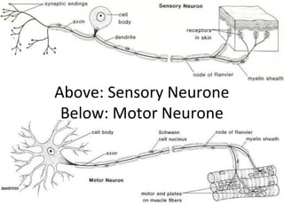 Above: Sensory Neurone
Below: Motor Neurone

 