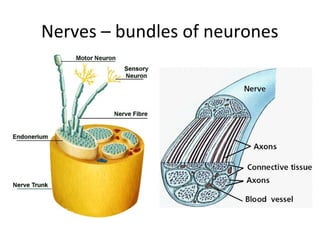 Nerves – bundles of neurones

 