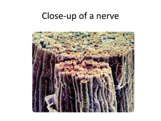 Close-up of a nerve

 