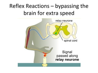 Reflex Reactions – bypassing the
brain for extra speed

 