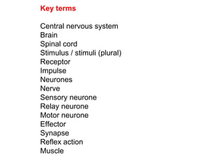 Key terms
Central nervous system
Brain
Spinal cord
Stimulus / stimuli (plural)
Receptor
Impulse
Neurones
Nerve
Sensory neurone
Relay neurone
Motor neurone
Effector
Synapse
Reflex action
Muscle

 