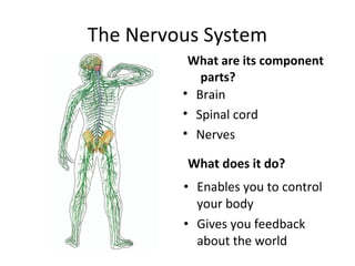 The Nervous System
What are its component
parts?
• Brain
• Spinal cord
• Nerves

What does it do?
• Enables you to control
your body
• Gives you feedback
about the world

 