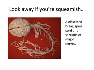 Look away if you’re squeamish…
A dissected
brain, spinal
cord and
sections of
major
nerves.

 