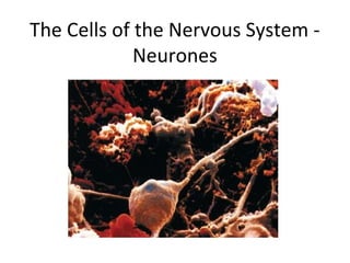 The Cells of the Nervous System Neurones

 