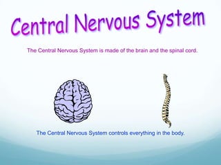 The Central Nervous System is made of the brain and the spinal cord.

The Central Nervous System controls everything in the body.

 