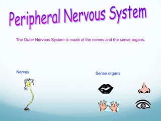 The Outer Nervous System is made of the nerves and the sense organs.

Nerves

Sense organs

 