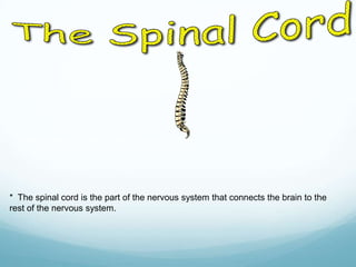 * The spinal cord sends messages to the brain.

* The spinal cord is the part of the nervous system that connects the brain to the
rest of the nervous system.

 