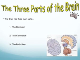 * The Brain has three main parts…

1. The Cerebrum

2. The Cerebellum

3. The Brain Stem

 