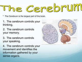* The Cerebrum is the largest part of the brain.

1. The cerebrum controls your
thinking.
2. The cerebrum controls
your memory.
3. The cerebrum controls
your speaking.
4. The cerebrum controls your
movement and identifies the
information gathered by your
sense organs.

 
