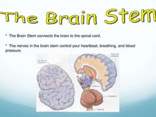* The Brain Stem connects the brain to the spinal cord.

* The nerves in the brain stem control your heartbeat, breathing, and blood
pressure.

 