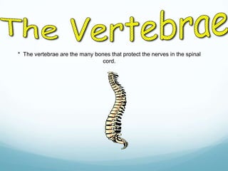 * The vertebrae are the many bones that protect the nerves in the spinal
cord.

 
