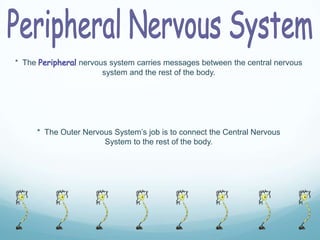 * The

nervous system carries messages between the central nervous
system and the rest of the body.

* The Outer Nervous System’s job is to connect the Central Nervous
System to the rest of the body.

 