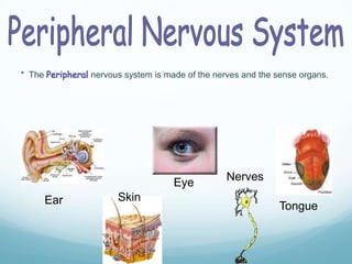 * The

nervous system is made of the nerves and the sense organs.

Eye
Ear

Skin

Nerves

Tongue

 