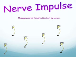 Messages carried throughout the body by nerves.

 