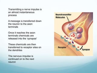 Transmitting a nerve impulse is
an almost instantaneous
process
A message is transferred down
the neuron to the axon
terminals
Once it reaches the axon
terminals chemicals are
released into the ‘synapse’
These chemicals are then
transferred to receptor sites on
the dendrites
The nervous impulse is
continued on to the next
neuron

 