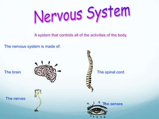 A system that controls all of the activities of the body.

The nervous system is made of:

The brain

The spinal cord

The nerves
The senses

 