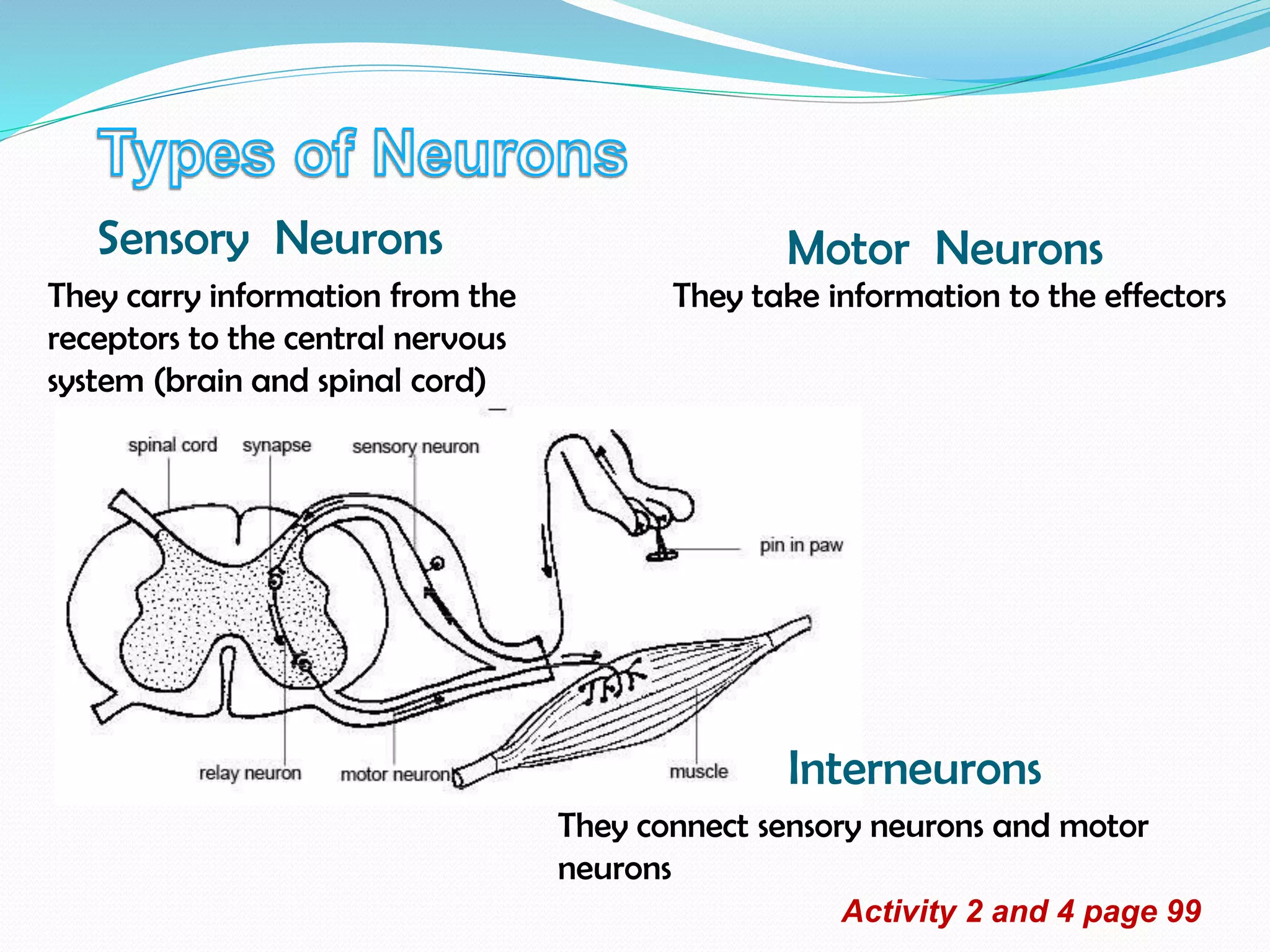 Sensory Neurons
They carry information from the
receptors to the central nervous
system (brain and spinal cord)
Motor Neurons
They take information to the effectors
Interneurons
They connect sensory neurons and motor
neurons
Activity 2 and 4 page 99
 