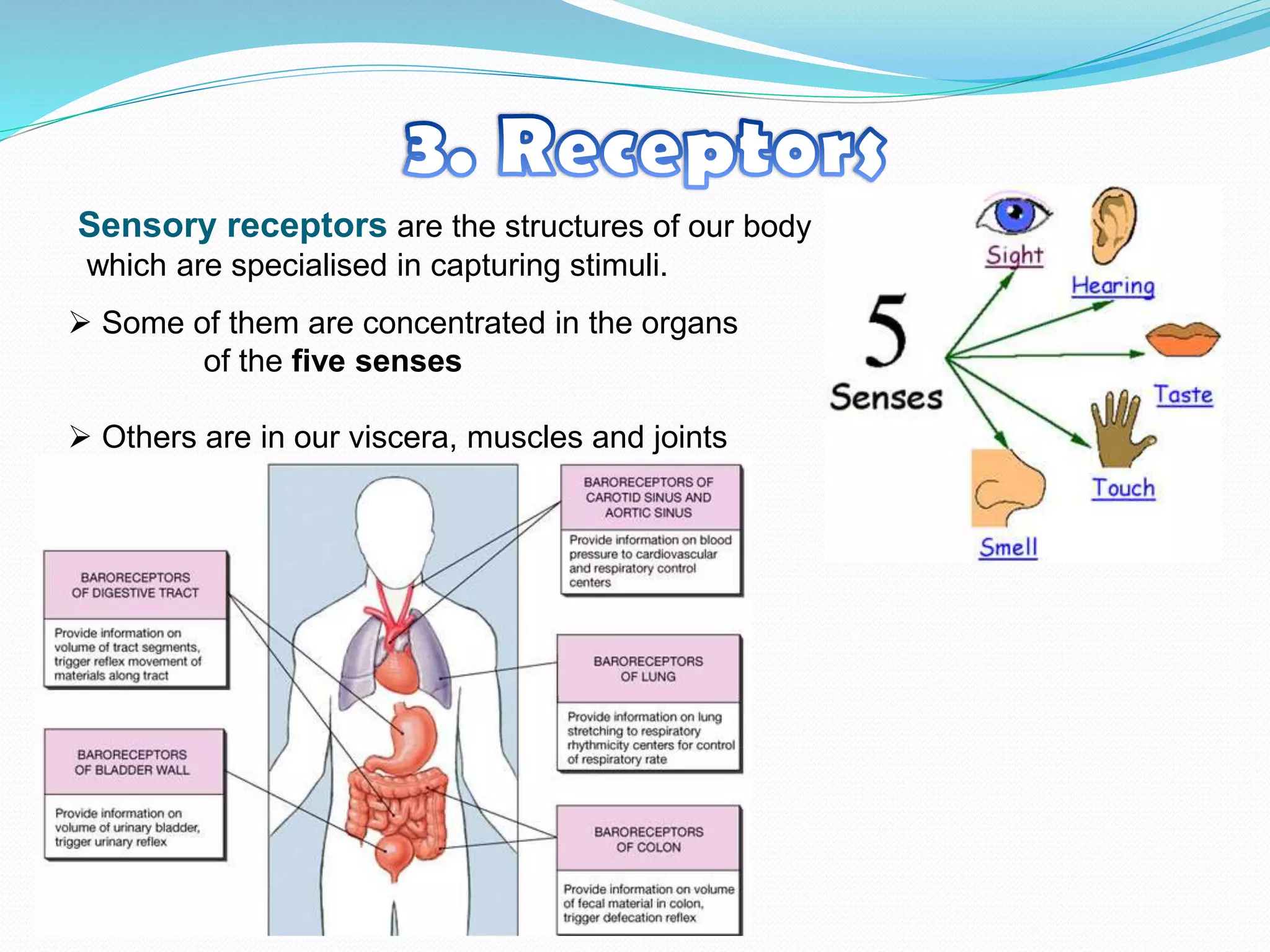 Sensory receptors are the structures of our body
which are specialised in capturing stimuli.
 Some of them are concentrated in the organs
of the five senses
 Others are in our viscera, muscles and joints
 