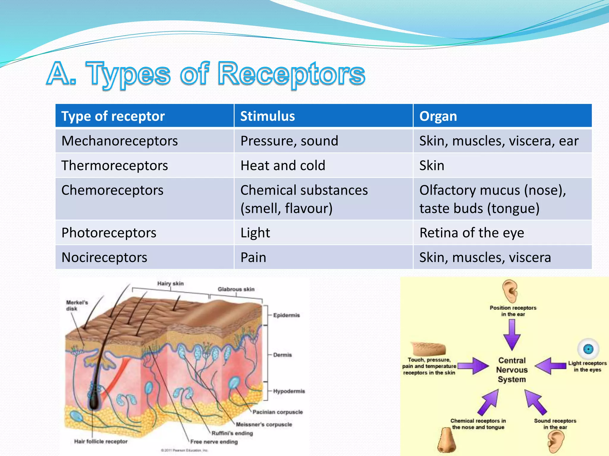Type of receptor Stimulus Organ
Mechanoreceptors Pressure, sound Skin, muscles, viscera, ear
Thermoreceptors Heat and cold Skin
Chemoreceptors Chemical substances
(smell, flavour)
Olfactory mucus (nose),
taste buds (tongue)
Photoreceptors Light Retina of the eye
Nocireceptors Pain Skin, muscles, viscera
 