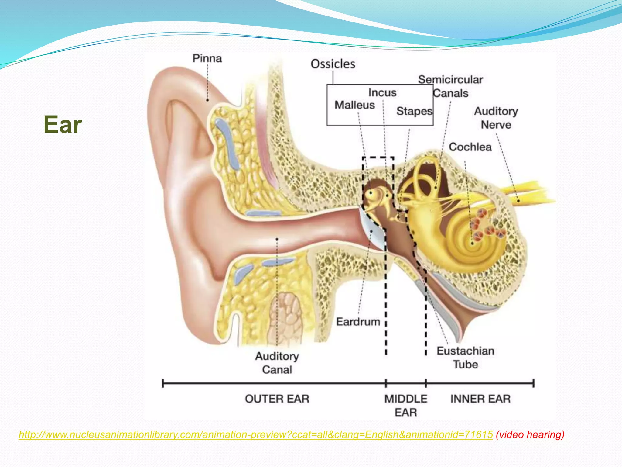 Ear
http://www.nucleusanimationlibrary.com/animation-preview?ccat=all&clang=English&animationid=71615 (video hearing)
 