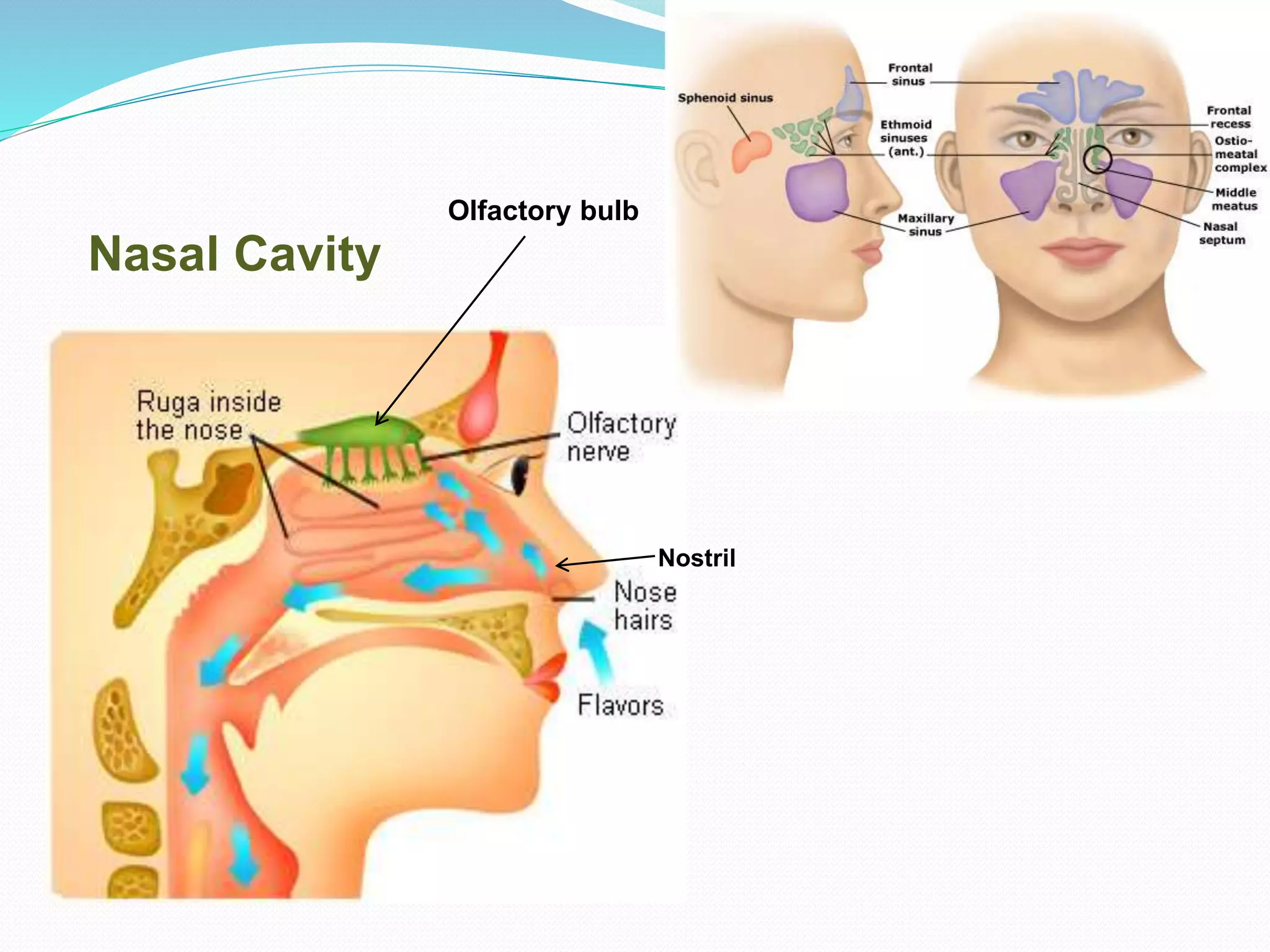 Nasal Cavity
Olfactory bulb
Nostril
 