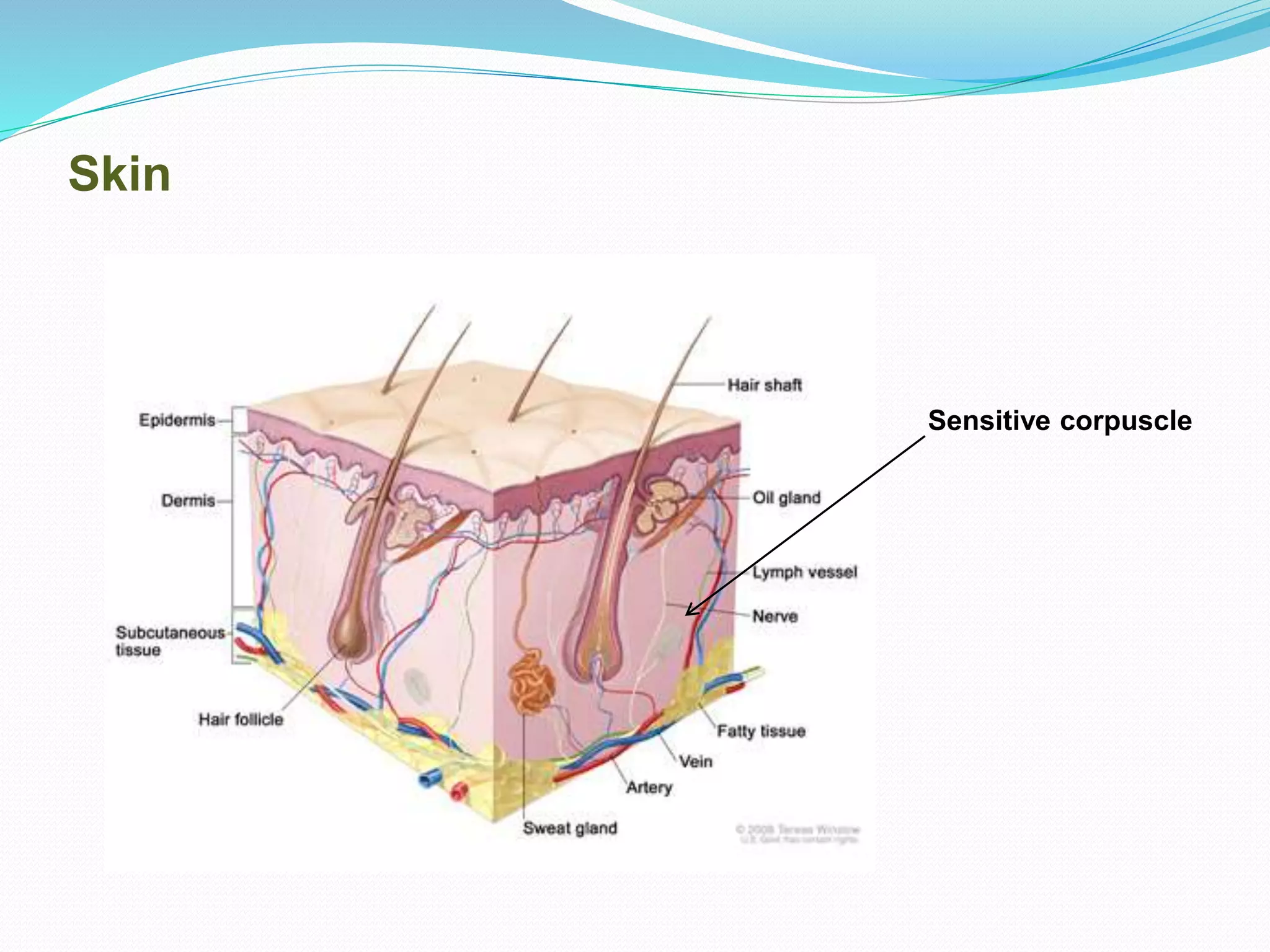 Skin
Sensitive corpuscle
 
