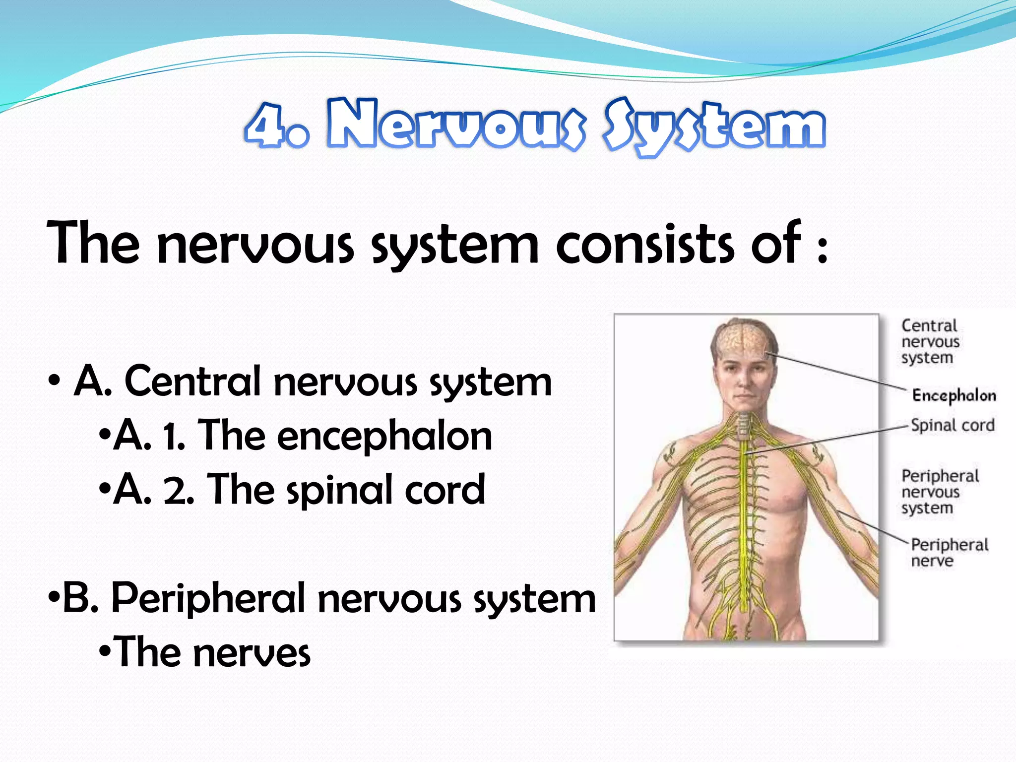 The nervous system consists of :
• A. Central nervous system
•A. 1. The encephalon
•A. 2. The spinal cord
•B. Peripheral nervous system
•The nerves
 