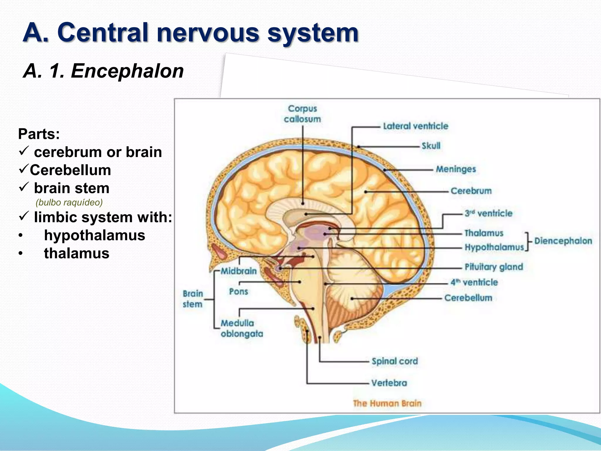 A. Central nervous system
A. 1. Encephalon
Parts:
 cerebrum or brain
Cerebellum
 brain stem
(bulbo raquídeo)
 limbic system with:
• hypothalamus
• thalamus
 