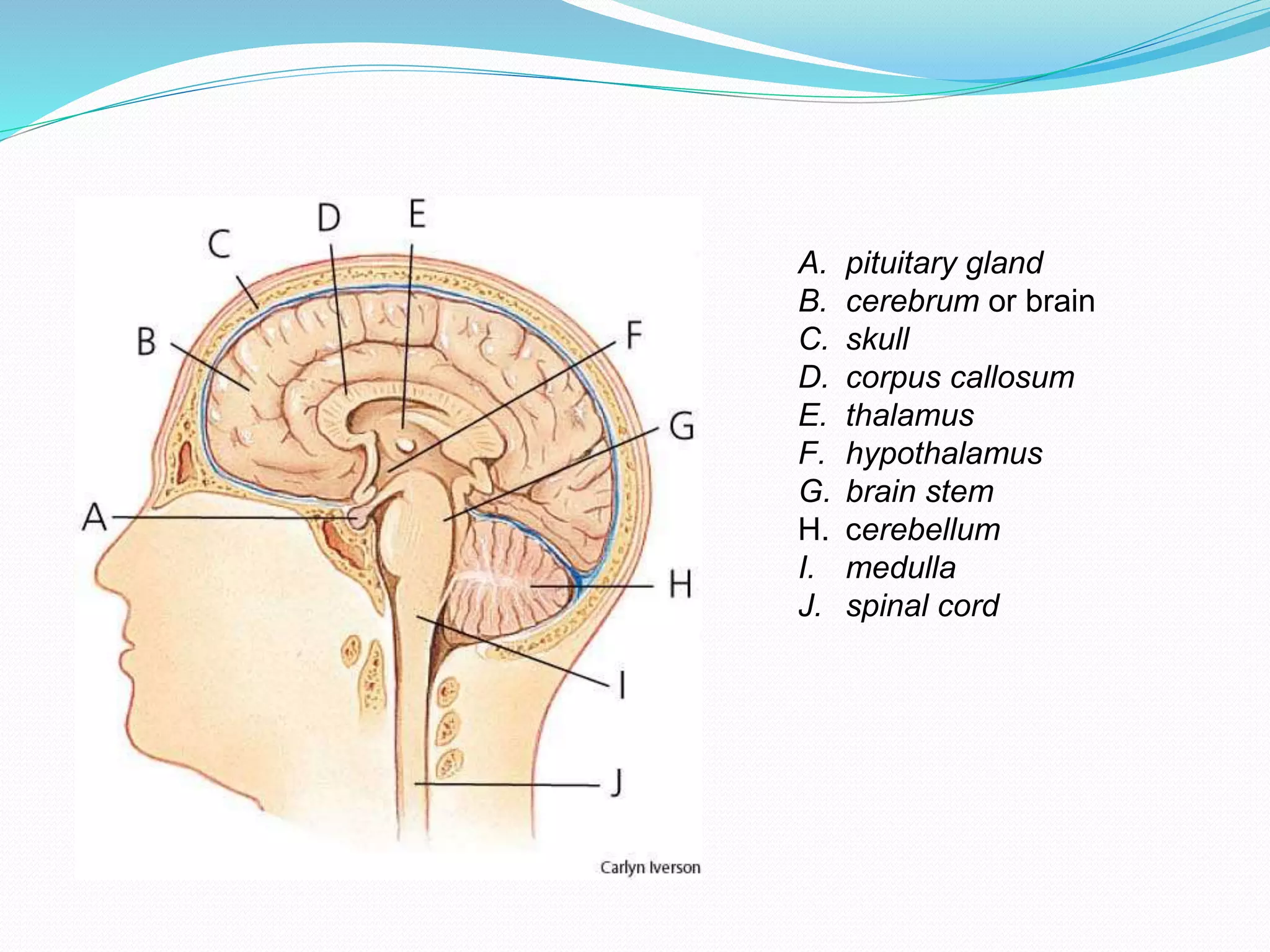 A. pituitary gland
B. cerebrum or brain
C. skull
D. corpus callosum
E. thalamus
F. hypothalamus
G. brain stem
H. cerebellum
I. medulla
J. spinal cord
 