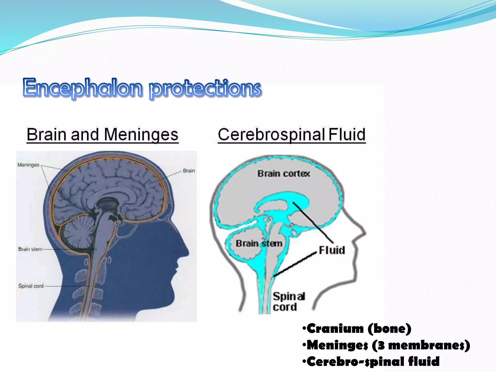 •Cranium (bone)
•Meninges (3 membranes)
•Cerebro-spinal fluid
 