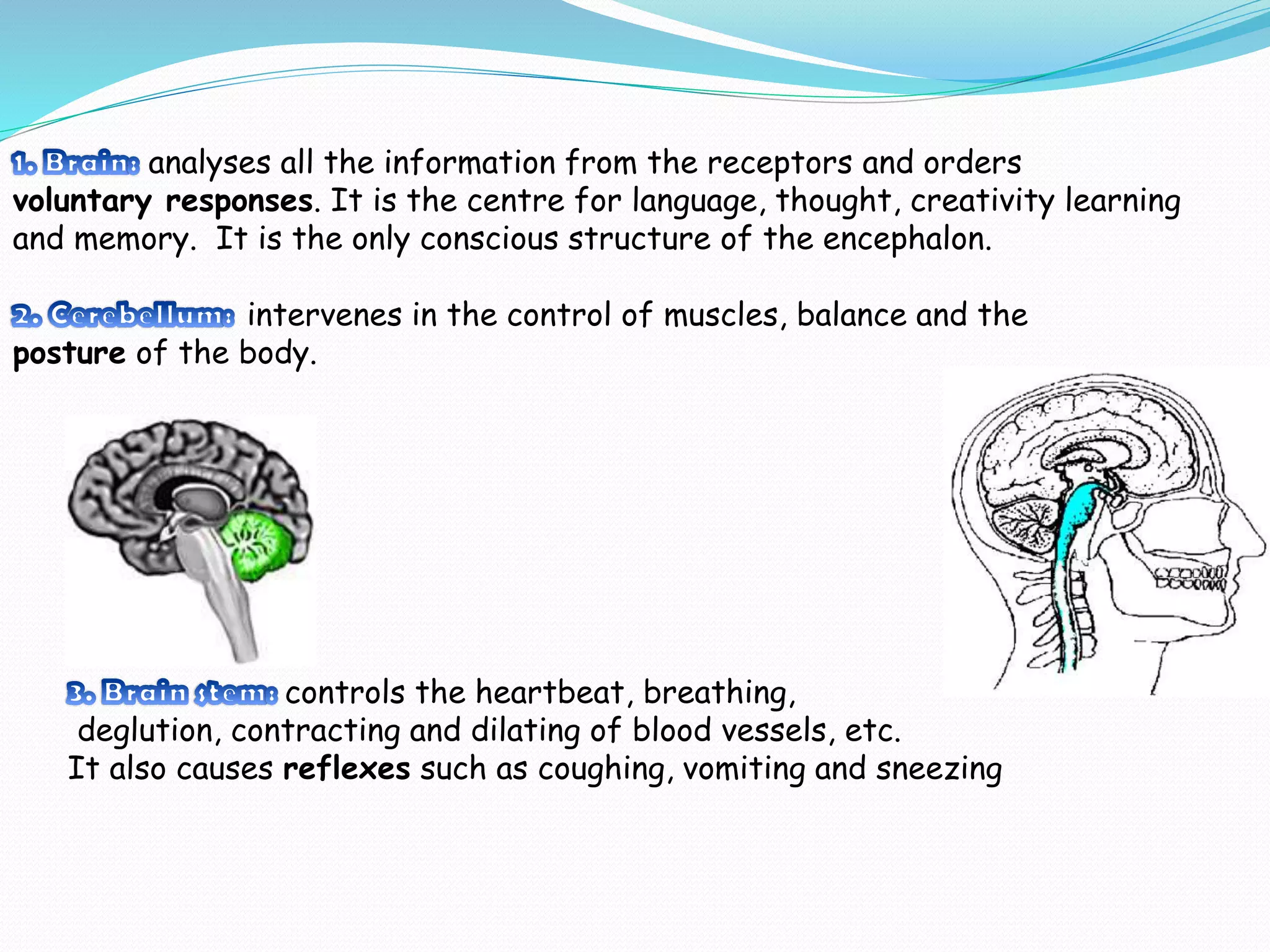 analyses all the information from the receptors and orders
voluntary responses. It is the centre for language, thought, creativity learning
and memory. It is the only conscious structure of the encephalon.
intervenes in the control of muscles, balance and the
posture of the body.
controls the heartbeat, breathing,
deglution, contracting and dilating of blood vessels, etc.
It also causes reflexes such as coughing, vomiting and sneezing
 