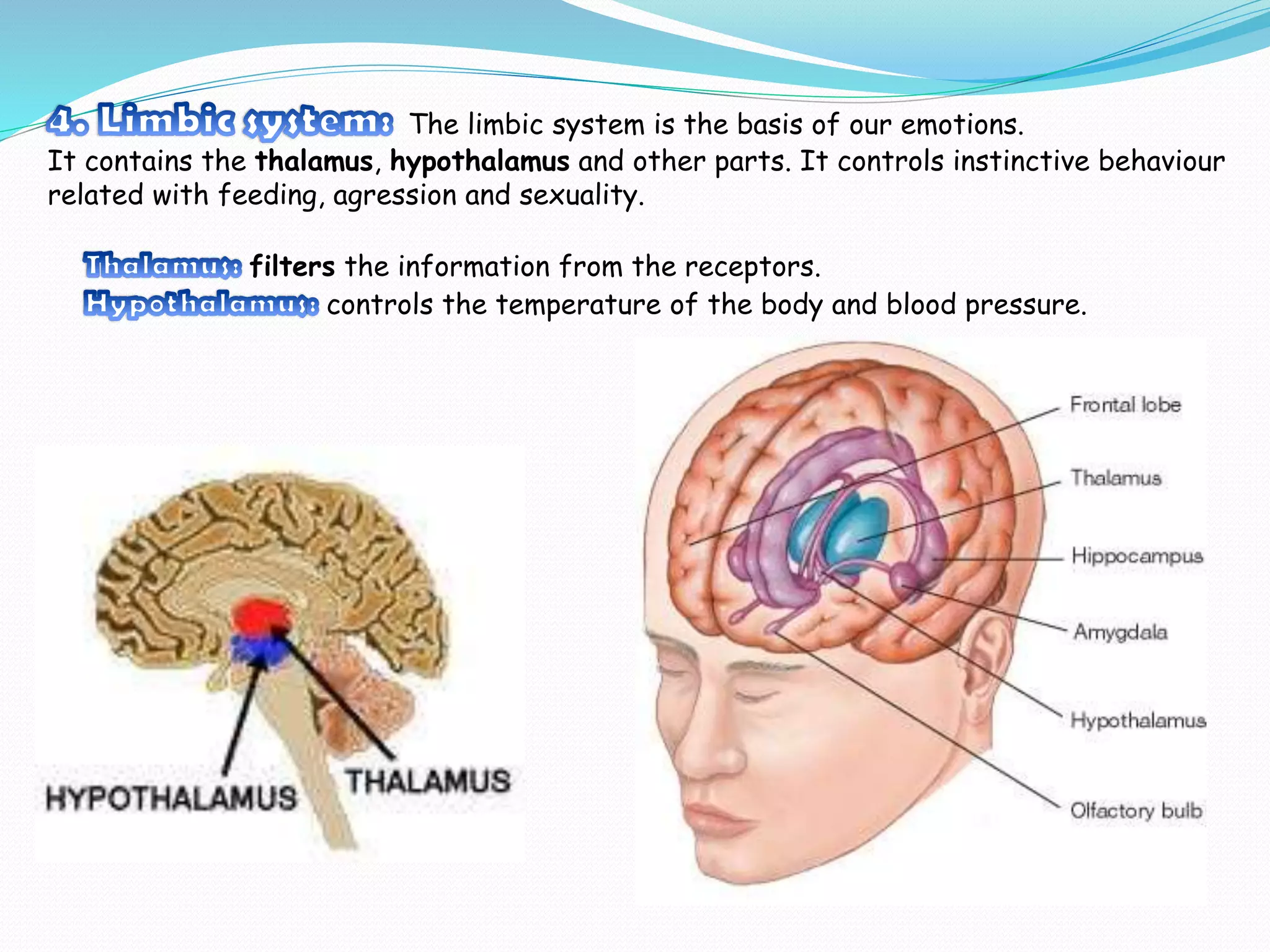 The limbic system is the basis of our emotions.
It contains the thalamus, hypothalamus and other parts. It controls instinctive behaviour
related with feeding, agression and sexuality.
filters the information from the receptors.
controls the temperature of the body and blood pressure.
 