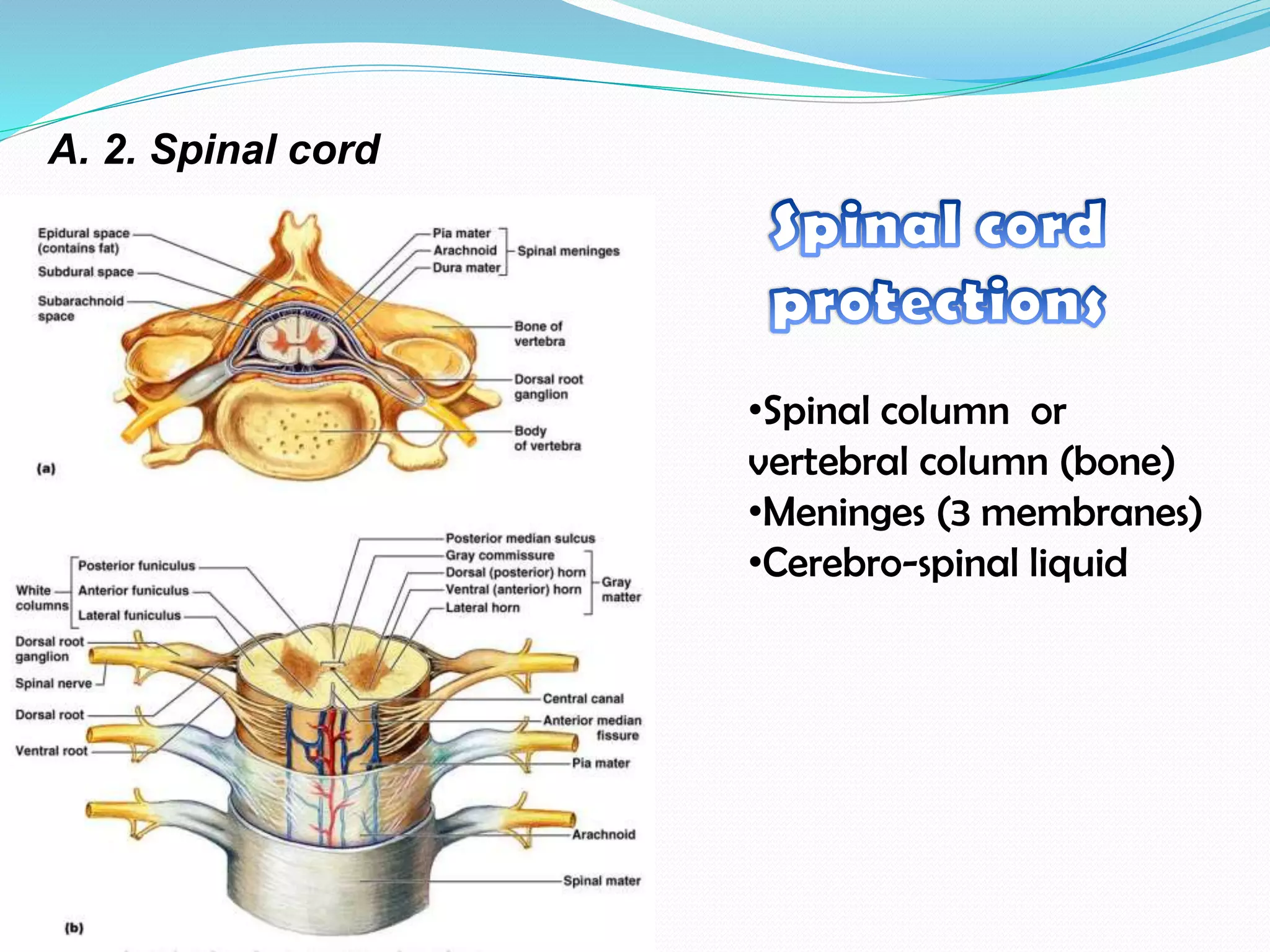 •Spinal column or
vertebral column (bone)
•Meninges (3 membranes)
•Cerebro-spinal liquid
A. 2. Spinal cord
 