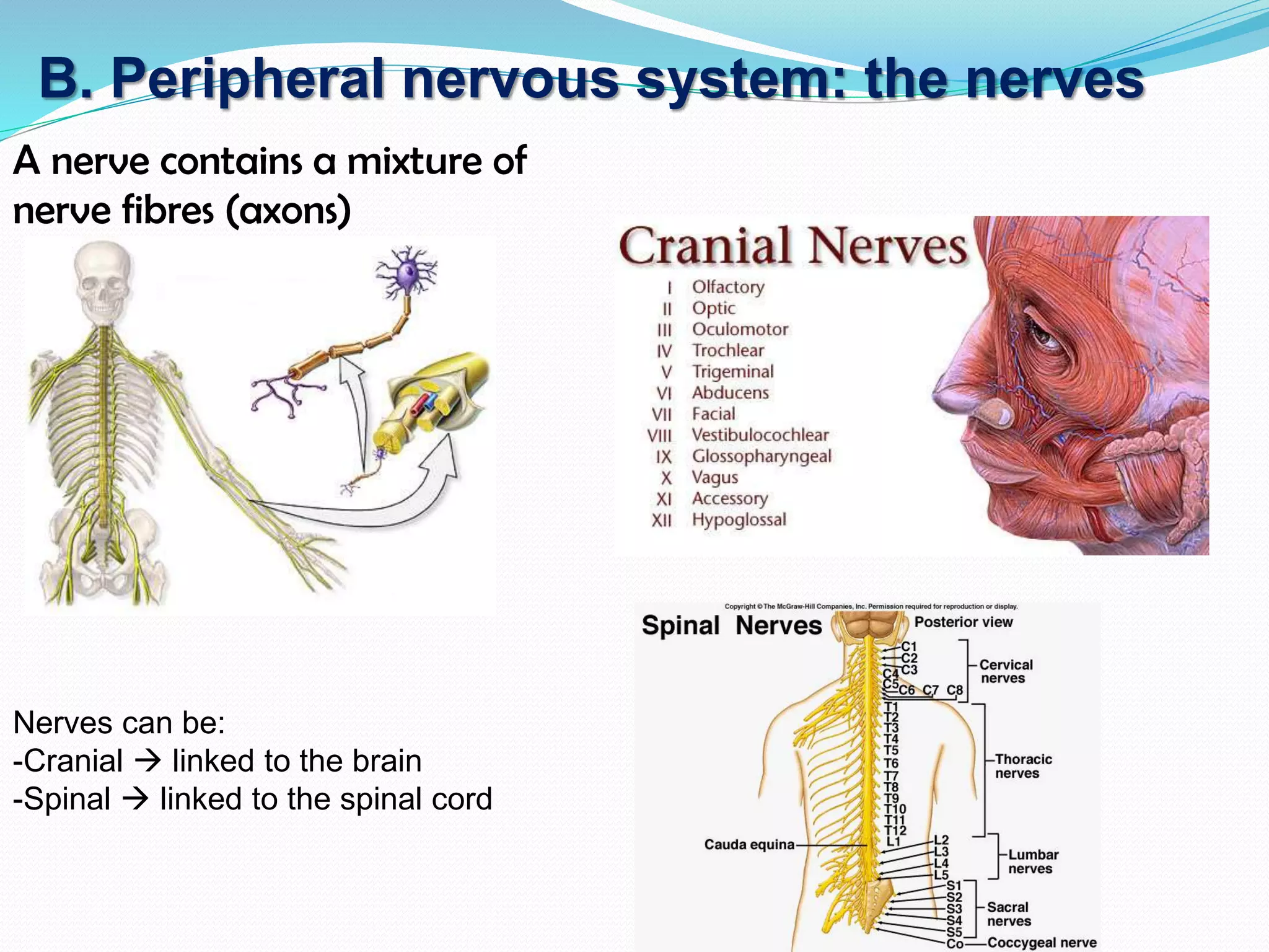 A nerve contains a mixture of
nerve fibres (axons)
B. Peripheral nervous system: the nerves
Nerves can be:
-Cranial  linked to the brain
-Spinal  linked to the spinal cord
 
