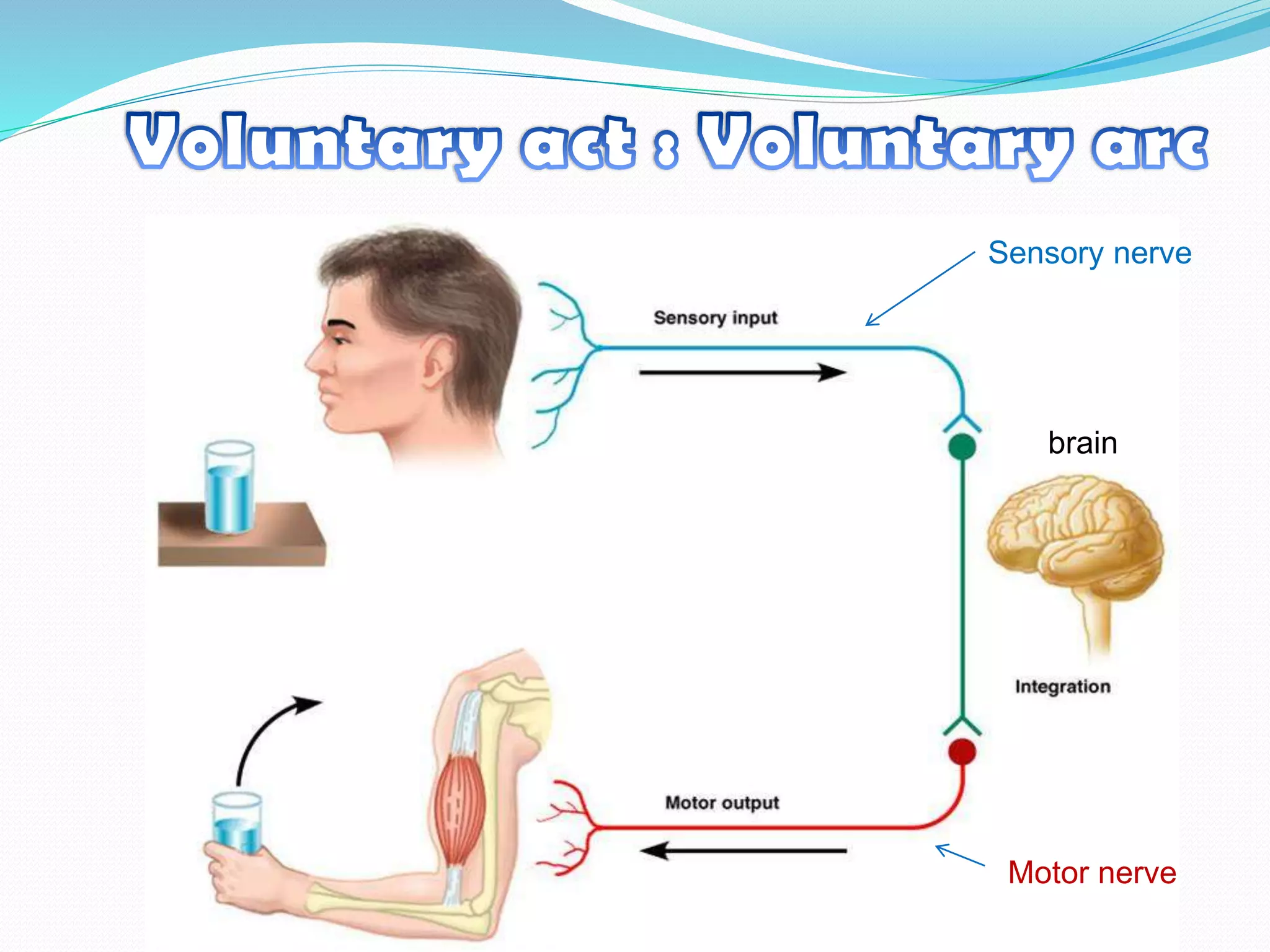 Sensory nerve
brain
Motor nerve
 