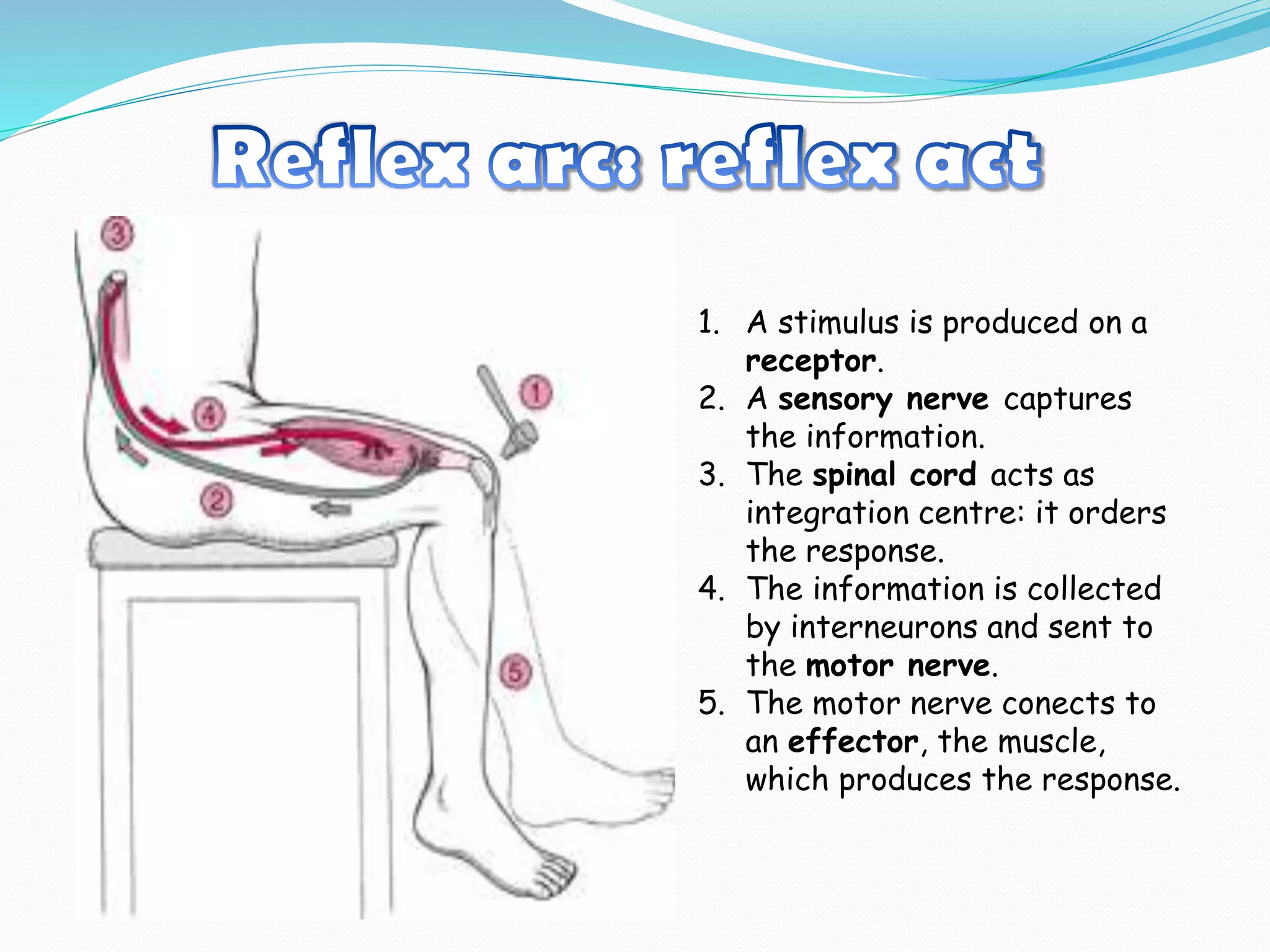 1. A stimulus is produced on a
receptor.
2. A sensory nerve captures
the information.
3. The spinal cord acts as
integration centre: it orders
the response.
4. The information is collected
by interneurons and sent to
the motor nerve.
5. The motor nerve conects to
an effector, the muscle,
which produces the response.
 