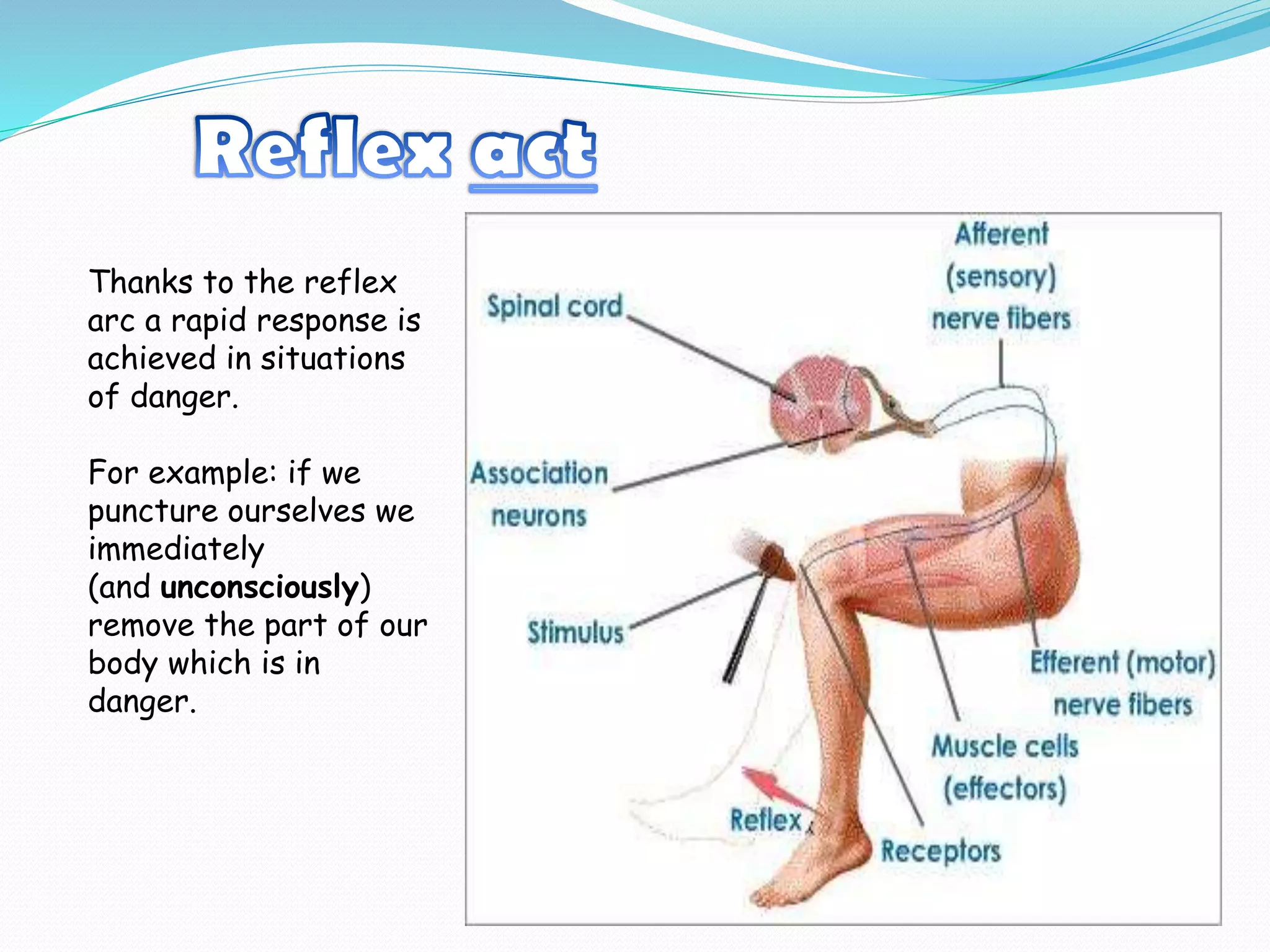Thanks to the reflex
arc a rapid response is
achieved in situations
of danger.
For example: if we
puncture ourselves we
immediately
(and unconsciously)
remove the part of our
body which is in
danger.
 