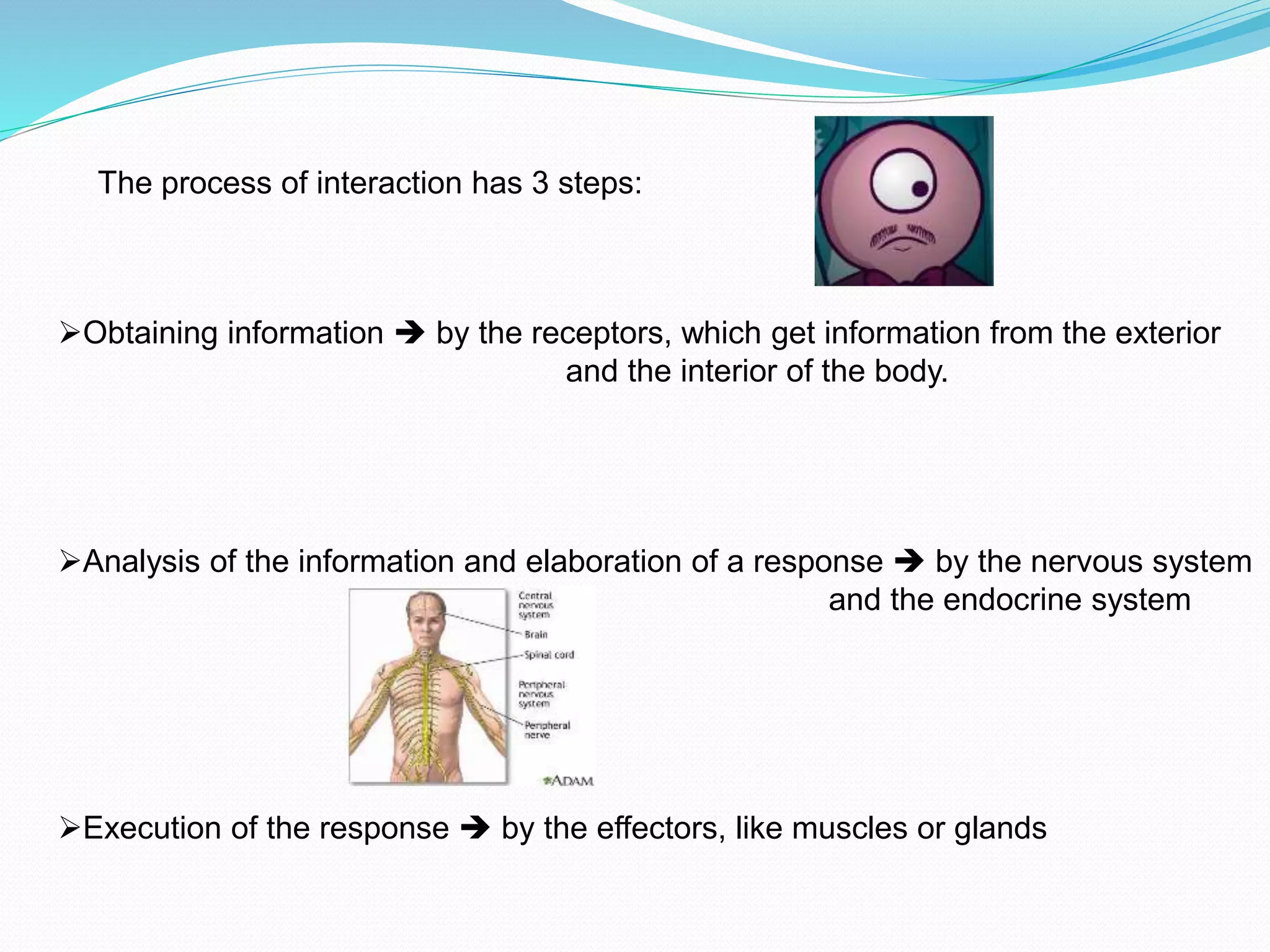 The process of interaction has 3 steps:
Obtaining information  by the receptors, which get information from the exterior
and the interior of the body.
Analysis of the information and elaboration of a response  by the nervous system
and the endocrine system
Execution of the response  by the effectors, like muscles or glands
 