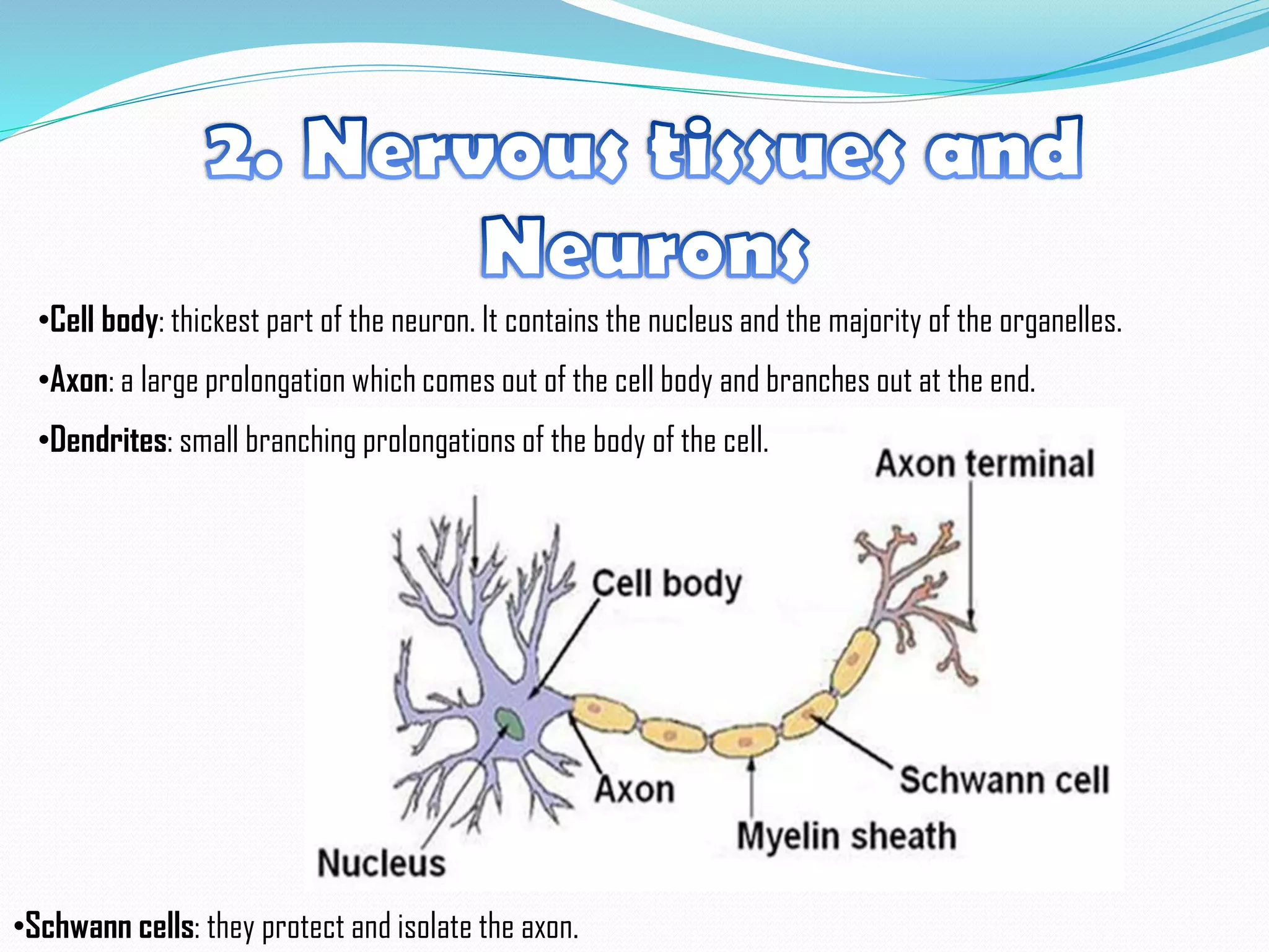•Cell body: thickest part of the neuron. It contains the nucleus and the majority of the organelles.
•Axon: a large prolongation which comes out of the cell body and branches out at the end.
•Dendrites: small branching prolongations of the body of the cell.
•Schwann cells: they protect and isolate the axon.
 