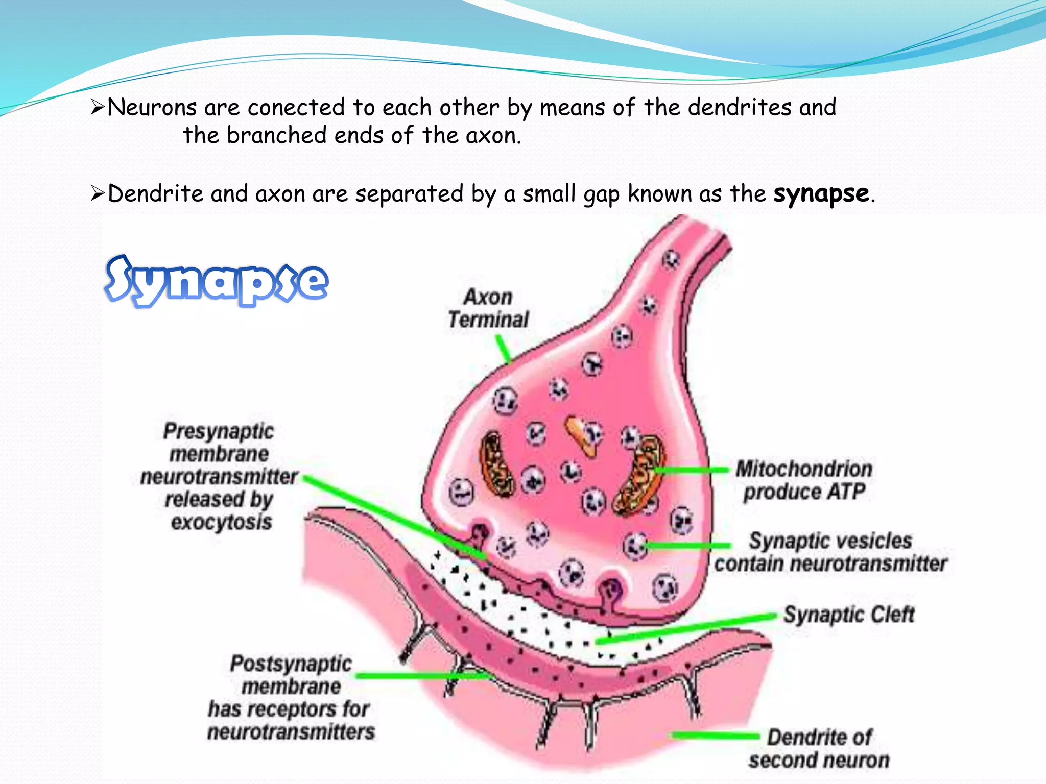 Neurons are conected to each other by means of the dendrites and
the branched ends of the axon.
Dendrite and axon are separated by a small gap known as the synapse.
 