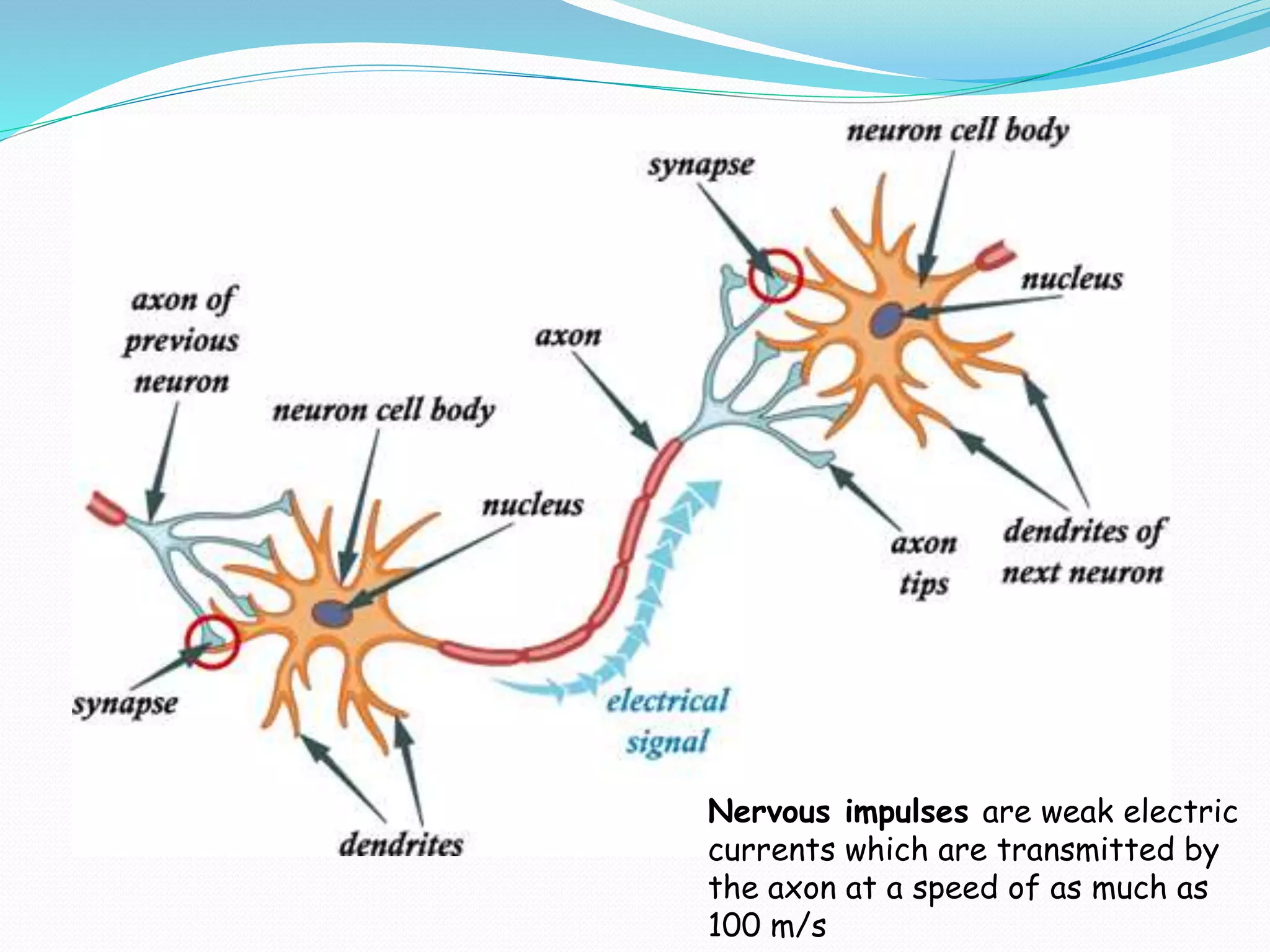 Nervous impulses are weak electric
currents which are transmitted by
the axon at a speed of as much as
100 m/s
 