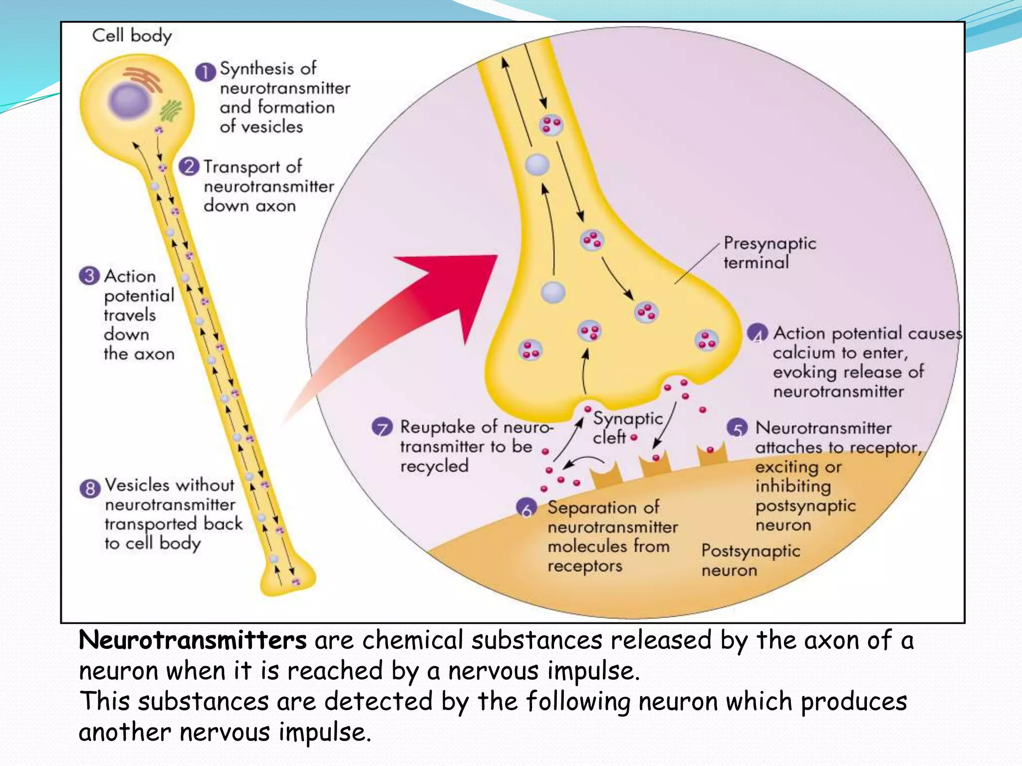 Neurotransmitters are chemical substances released by the axon of a
neuron when it is reached by a nervous impulse.
This substances are detected by the following neuron which produces
another nervous impulse.
 