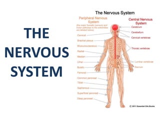 THE
NERVOUS
SYSTEM
 