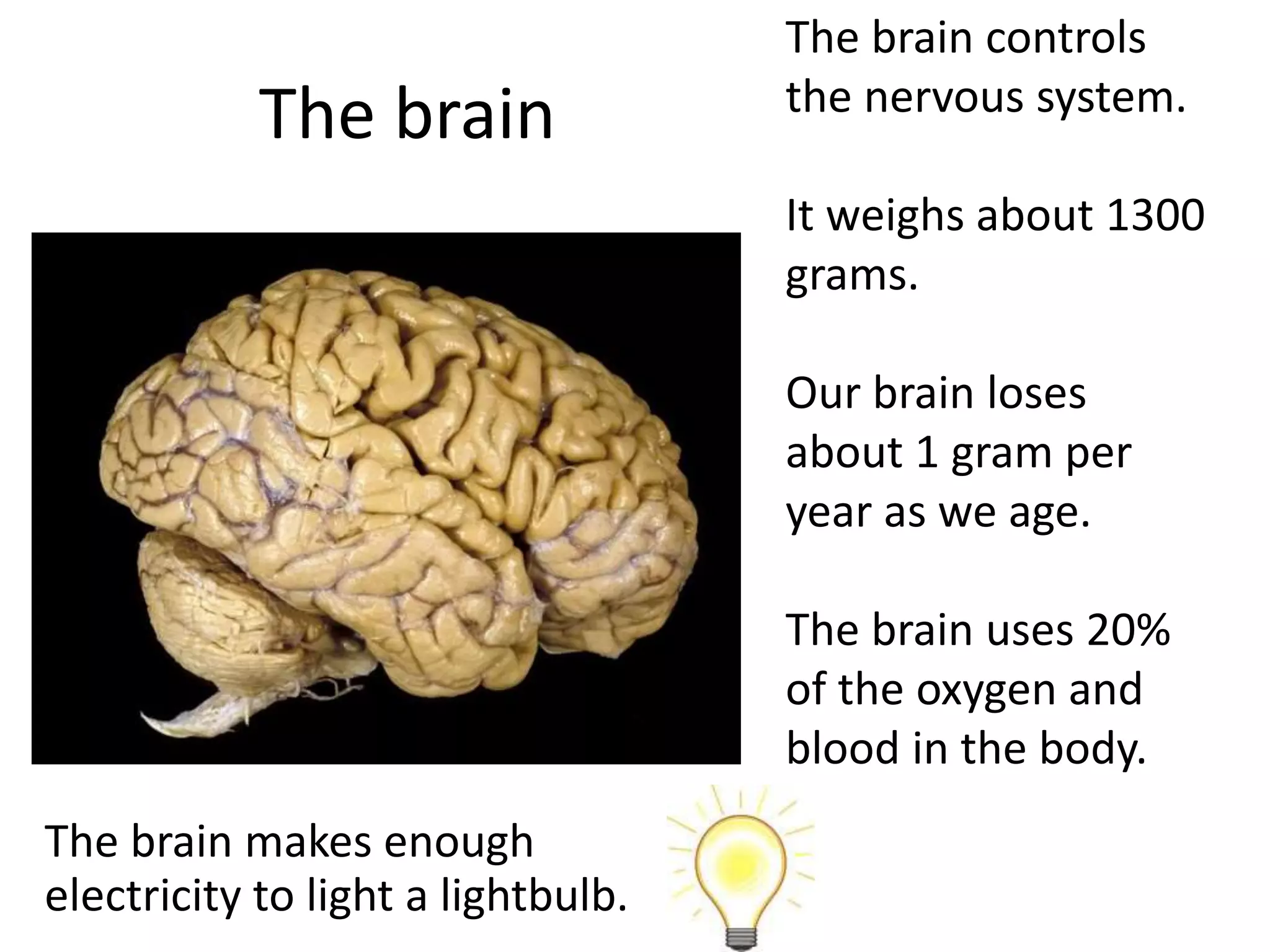 The brain
The brain controls
the nervous system.
It weighs about 1300
grams.
Our brain loses
about 1 gram per
year as we age.
The brain uses 20%
of the oxygen and
blood in the body.
The brain makes enough
electricity to light a lightbulb.
 