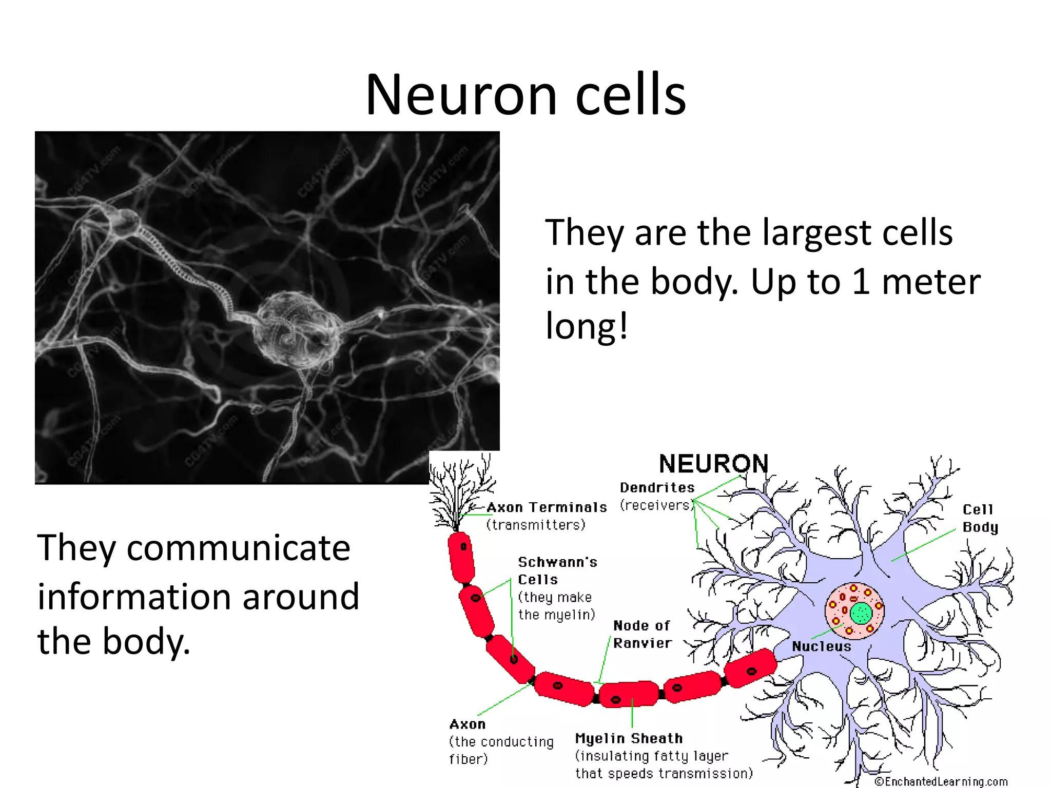 Neuron cells
They are the largest cells
in the body. Up to 1 meter
long!
They communicate
information around
the body.
 