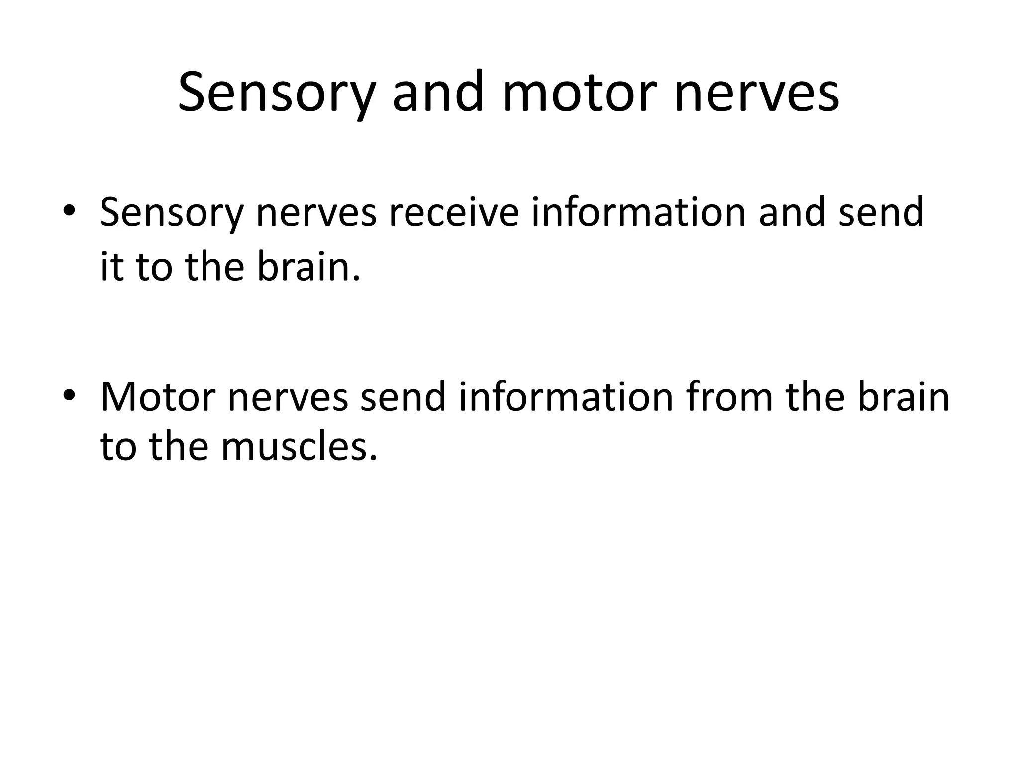 Sensory and motor nerves
• Sensory nerves receive information and send
it to the brain.
• Motor nerves send information from the brain
to the muscles.
 