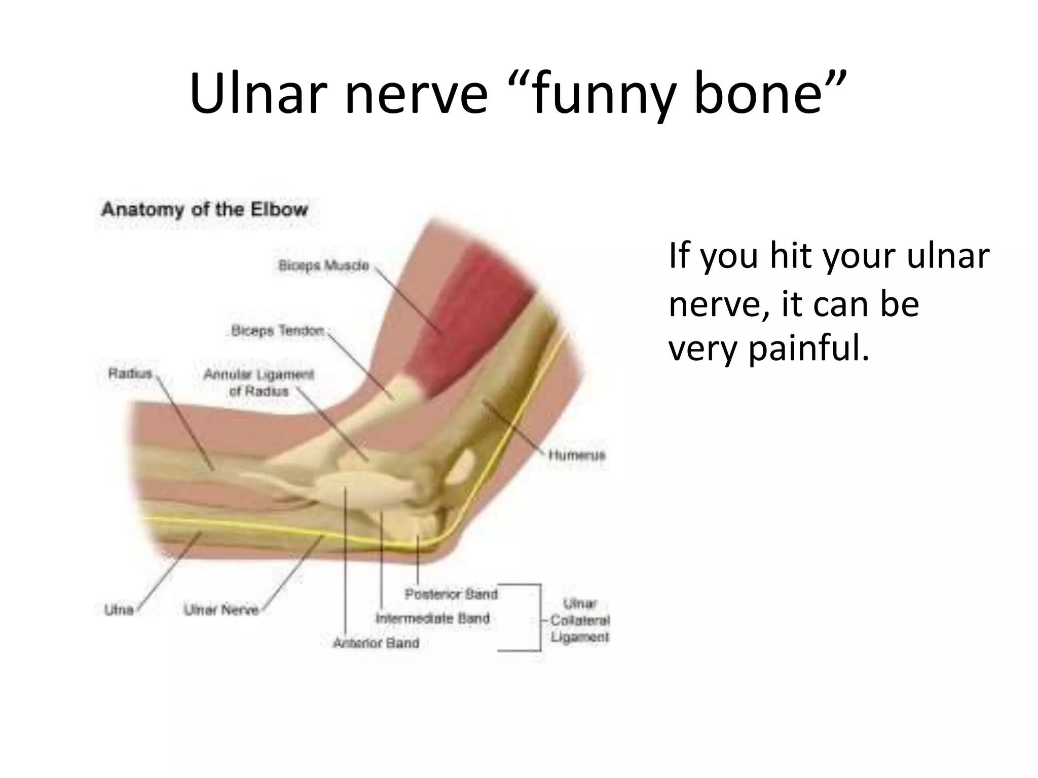 Ulnar nerve “funny bone”
If you hit your ulnar
nerve, it can be
very painful.
 