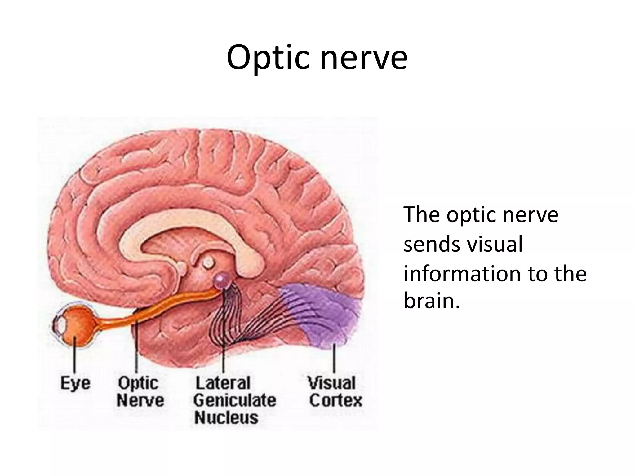 Optic nerve
The optic nerve
sends visual
information to the
brain.
 