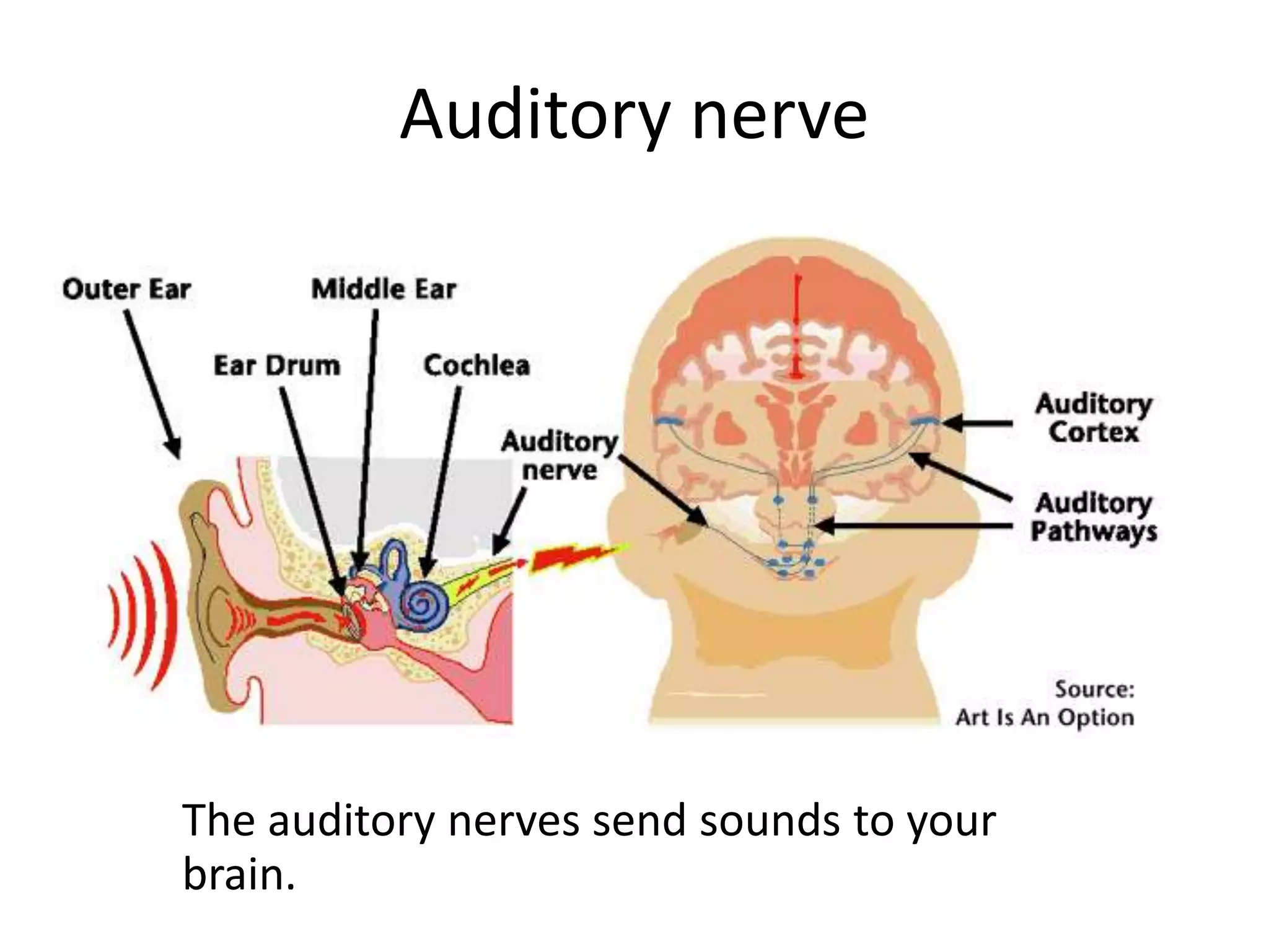 Auditory nerve
The auditory nerves send sounds to your
brain.
 